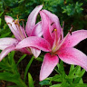 Meet your Posher, Cassandra